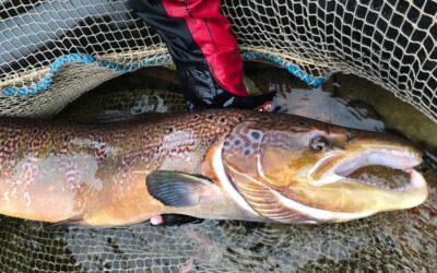 ARE TAY SALMON GETTING BIGGER?