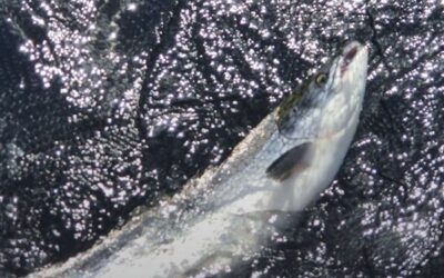 Video Footage Salmon Running