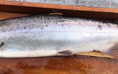 NATIONAL ADULT SALMON SAMPLING PROGRAMME