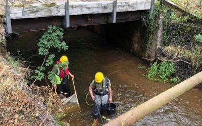 Fish Rescue on the River Eden