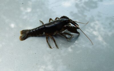 Invasive species