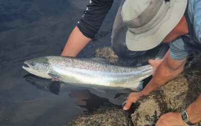 MORE HOT AND SUNNY WEATHER MAKES SALMON FISHING CHALLENGING!