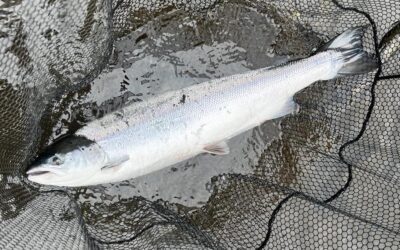 CATCHES IMPROVE ON THE TAY AS THE SUMMER RUN BEGINS TO GAIN MOMENTUM!