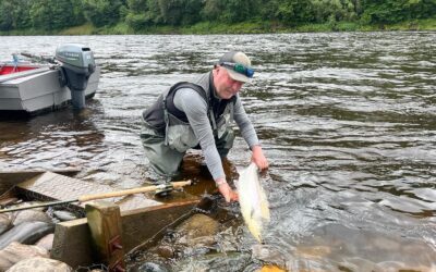 A TWENTY SEVEN POUNDER, OLYMPIC SILVER AND TWO BIRTHDAY SALMON!