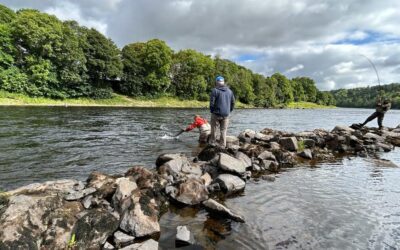 SOME LOVELY FRESH HARD FIGHTING GRILSE AND LARGER SUMMER SALMON CAUGHT FROM THE RIVER TAY!