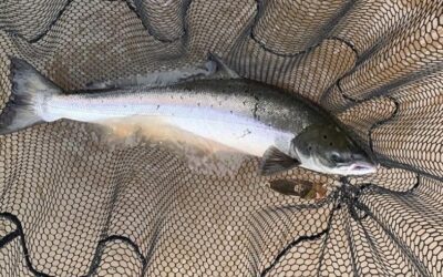 50th SALMON, THREE FISH IN A DAY AND A LUNCARTY DOUBLE!