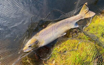 THE MASSIVE FLOOD LEAVES UTTER DEVASTATION ON THE TAY BUT SOME NICE FISH ARE LANDED BEFORE THE SEASON DRAWS TO A CLOSE!