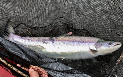 SOME NICE FISH LANDED DESPITE VERY LIGHT FISHING PRESSURE ON THE TAY SYSTEM!