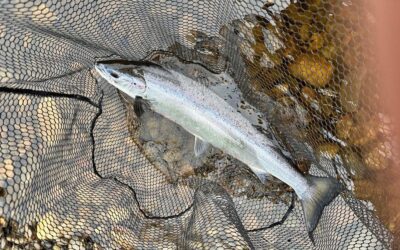 FIRST CAST SUCCESS, FIRST FLY CAUGHT SALMON AND A HOME TIED TRIUMPH!