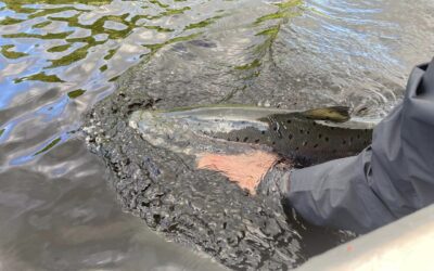 TOP QUALITY SALMON LANDED ON THE RIVER TAY!