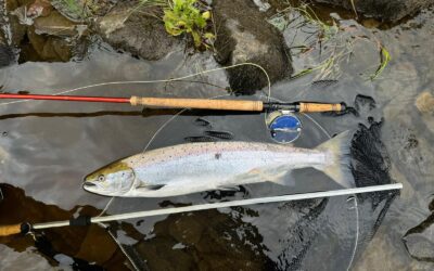A TWENTY THREE POUNDER, FIRST SALMON AND SPANISH SUCCESS!