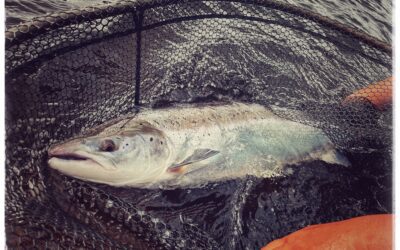 FIRST SALMON AND A MAGNIFICENT HAT TRICK AS CATCHES GO FROM STRENGTH TO STRENGTH ON THE MIGHTY TAY!