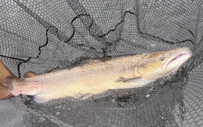 MANY FIRST SALMON AND A TIGER ON THE TAY!