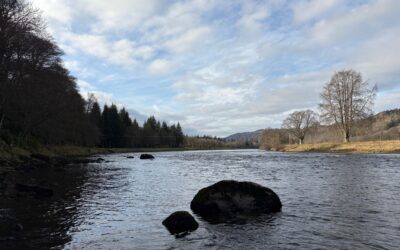 SOME NICE SPRINGERS CAUGHT FROM THE RIVER TAY!