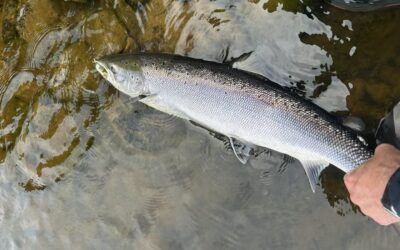 TEMPERATURES SOAR ACROSS PERTHSHIRE BUT THE RIVER TAY CONTINUES TO PRODUCE SOME NICE SUMMER SALMON!