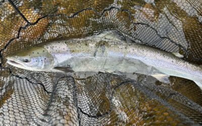 FINALLY, A LIFT IN WATER LEADS TO THE MOST PRODUCTIVE WEEK OF THE SEASON SO FAR!