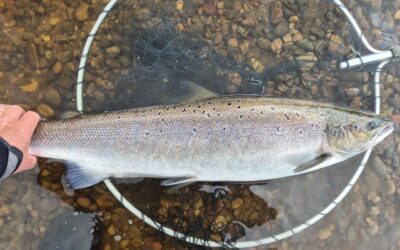 A DECENT LIFT IN WATER PROVES TO BE THE CATALYST FOR THE MOST PRODUCTIVE WEEK OF THE SEASON SO FAR ON THE TAY SYSTEM!