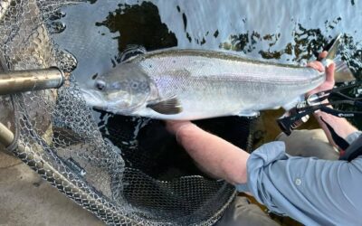 SOME NICE FISH CAUGHT FROM THE TAY SYSTEM AS WE MOVE TOWARDS THE END OF THE SUMMER SEASON!