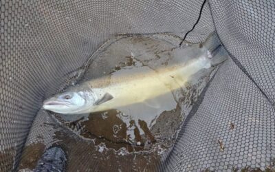 A DIESEL SPILL ON THE TAY SYSTEM TRIGGERS MASSIVE ENVIRONMENTAL CONCERNS!