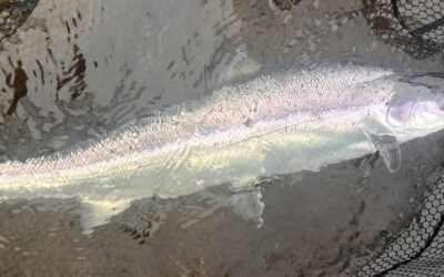 A TOUGH WEEK ON THE TAY ENDS WITH A SUPER SATURDAY!