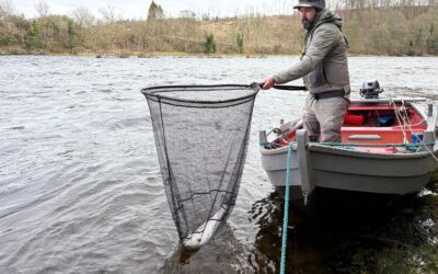 SOME NICE SPRING SALMON LANDED FROM THE TAY SYSTEM!