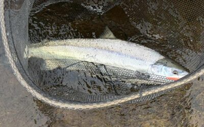 LOCH TAY PRODUCES, TUMMEL MAGIC AND A BIRTHDAY SALMON!