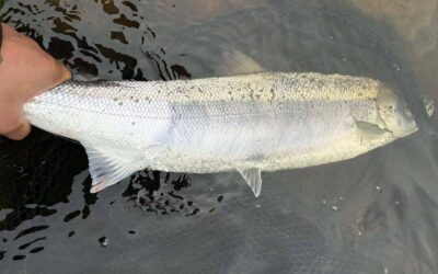 UNSETTLED WATER LEADS TO DIFFICULT CONDITIONS ON THE TAY!