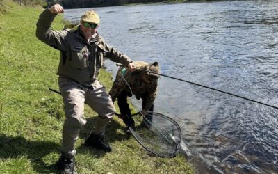 MORE STUNNING SPRING SALMON LANDED FROM THE TAY SYSTEM IN THE SPARKLING PERTHSHIRE SUNSHINE!