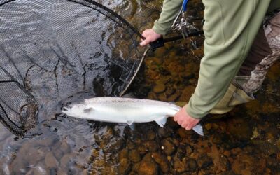 THREE IN TWO DAYS FROM THE LOCH, THE UPPER RIVER FISHING BETTER AND FIRST FLY CAUGHT SALMON!