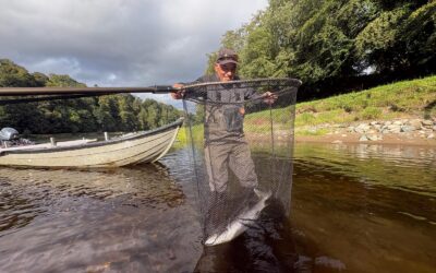 SOME NICE TAY SEPTEMBER SALMON LANDED AS WE MOVE INTO AUTUMN!
