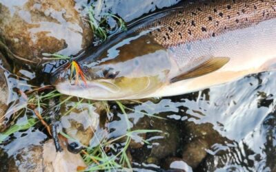 NO SHORTAGE OF TWENTY POUNDERS ON THE TAY!